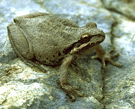 Hyla regilla