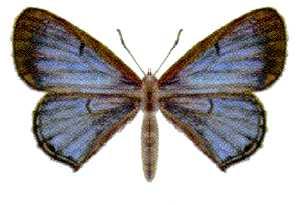 Acrodipsas illidgei.jpg