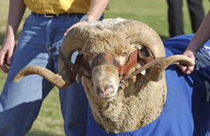 Dominic, mascot of Angelo State University in San Angelo