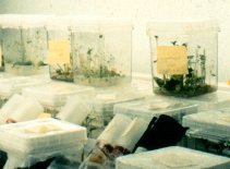 Plant Tissue culture