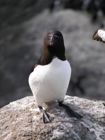 Razorbill on bed rock.jpg