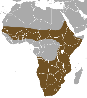 Striped Polecat area.png