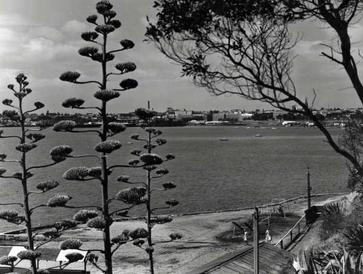 Rippleside geelong waterfront.jpg