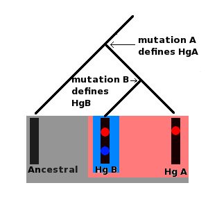 Molecular lineage