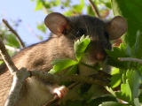 Neotoma floridana smalli close