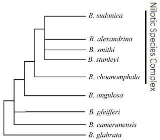 Biomphalaria Phylogenetic Tree