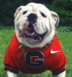 UGA the University of Georgia mascot