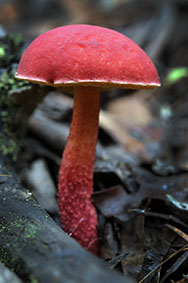 Boletellus obscurecoccineus