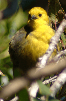 Mohua ochrocephala.png