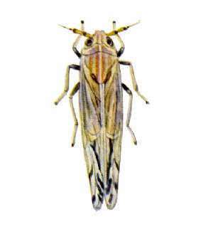 Peregrinus maidis from CSIRO.jpg