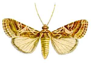 Spodoptera litura.jpg