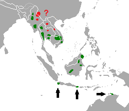 Bos javanicus.png