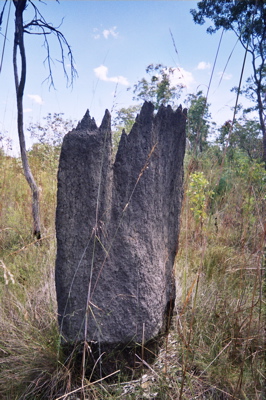 Termite mound