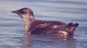 Marbled murrelet breeding plumage