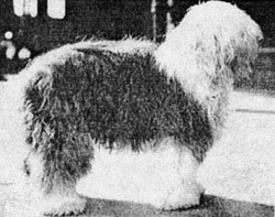 Slumber old english sheepdog