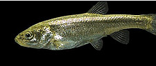 Borax lake chub.jpg