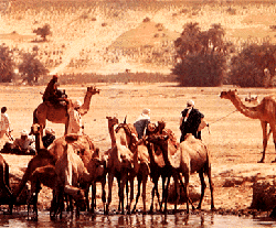 Camels in Chad