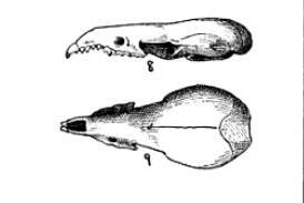 Sorex tenellus skulls Merriam (cropped).JPG