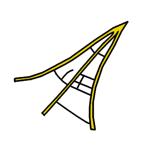 Leaf morphology tooth spinose