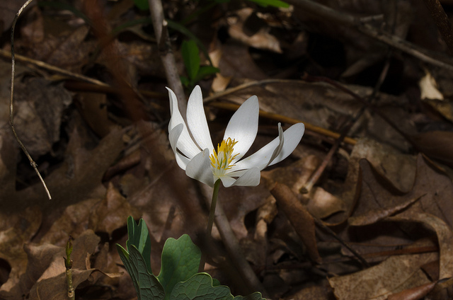 Bloodroot 640 424