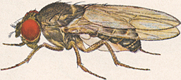 Drosophila pseudoobscura-Male