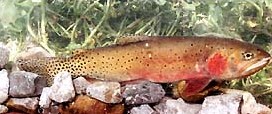 Bonneville cutthroat