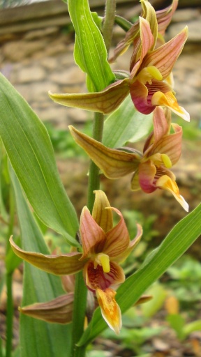 Epipactis gigantea.jpg