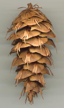 Pseudotsuga menziesii cone