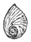 Pyrgulopsis nevadensis operculum