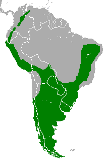 Geranoaetus melanoleucus range map.PNG