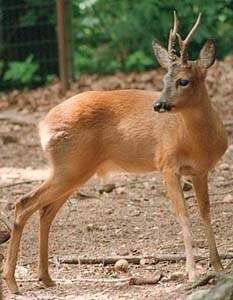 Siberian roe deer