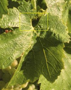 Chardonnay leaf with naked vein highlighted