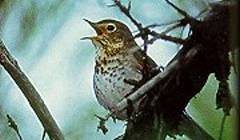 SwainsonThrush23