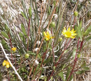 Grindelia fraxinopratensis.jpg