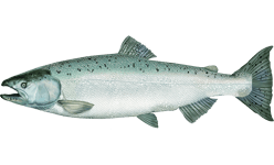 Oncorhynchus tshawytscha