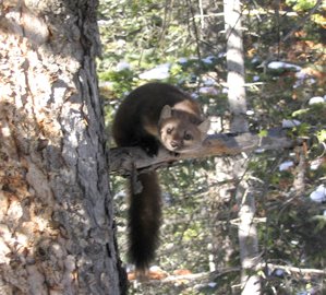 Treedmarten