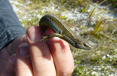 Chalky island skink by Erina Loe, DOC