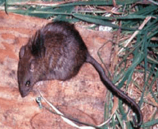 Rattus exulans.png