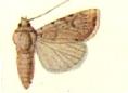 Porosagrotis catenula.JPG