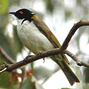 Whitenapedhoneyeater.jpg