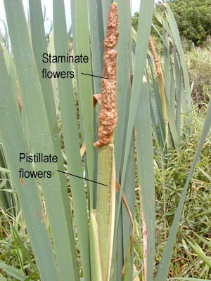 Typha flwrs.jpg