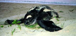 Dermochelys coriacea (beach)