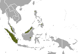 Dayak Fruit Bat area.png