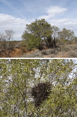 Chestnut-crowned Babbler nest, Sturt National Park