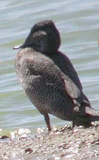 Freckled Duck