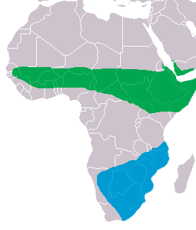 Ciconia abdimii distribution map.png