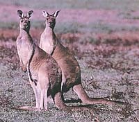 Western grey kangaroos