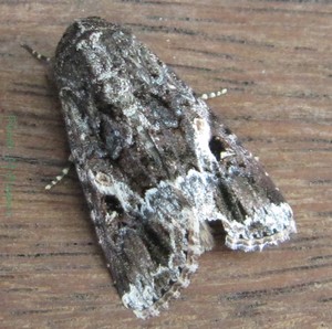 Spodoptera mauritia mauritia.jpg