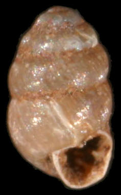 Vertigo pygmaea shell