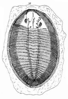 Flatfish of Edward Lhuyd